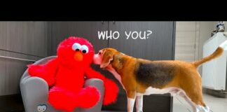 ELMO vs FUNNY DOGs PRANK  | Funny Dogs Louie & Marie – Dogs