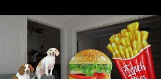 Dog vs Giant Burger & Fries Prank: Funny Dogs Maymo & Potpie Pranked by Junk Food – Dogs