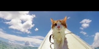 Funny Cats in Water Compilation 2016 – Cats