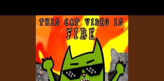 This Cat Video Is Fire – Cats