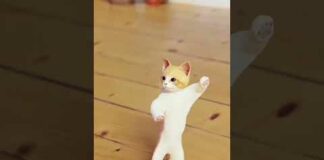 Kamariya Gole Gole dole raja ji very funny 🤣| bhojpuri whatsapp cat video 😸| cat dance 😹|#cat#sorts – Cats