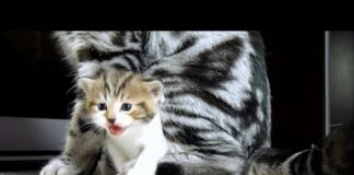 Cute Kittens from Chorus Line | Funny Cats  video Compilation – Cats