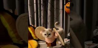 So funny cats compilation 2022 || so funny cat videos ||#shorts – Cats