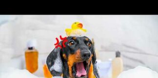 The Truth About Bathing Dachshunds! Cute & Funny Dog Video! – Dogs