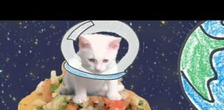 ULTIMATE KITTEN VIDEO – Episode 1 – Cats