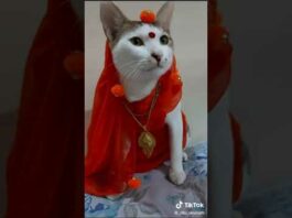 comedy cat video – Cats
