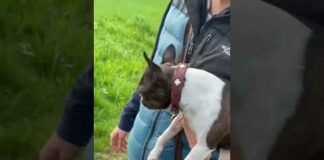 Boston Terrier Has Serious FOMO! #Shorts #Funny #Dogs – Dogs