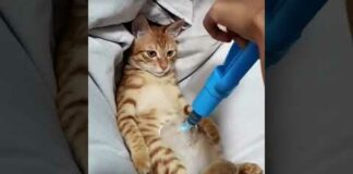LOL, So Cute Funny Cats Videos Latest Cats Shorts Reels of The Day 😺😂😂 -EPS557 – Cats