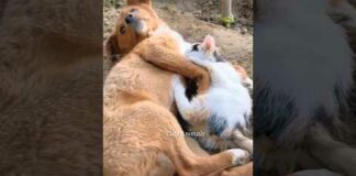 Funny videos 😅#143   #funny #dogs #cats #funnyanimal – Dogs