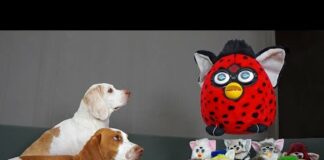 Dogs vs Giant Furby Prank! Funny Dogs vs Furbies Invasion Pranks – Dogs