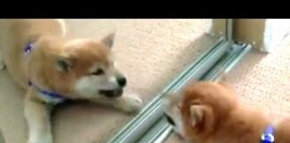 Funny Dogs Barking At Themselves In Mirrors Compilation 2016 – Dogs
