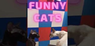 Funny cats fight 🤪🤣 #shorts #cat #video #cute #funny #lol #otocats – Cats