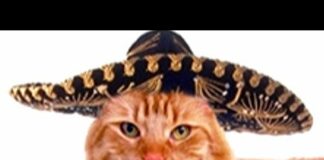 Faze comice cu pisici haioase 😄 pisicute amuzante 😄 funny cats 😄 try not to laugh challenge – Cats