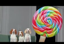 Dogs vs Giant Lollipop Prank: Funny Dogs Maymo, Potpie & Indie Get Biggest Lollipop in the WORLD – Dogs