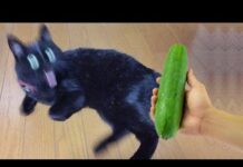 Funny Cats vs Cucumber 🤣 Funniest Cat Videos 🤣 – Cats