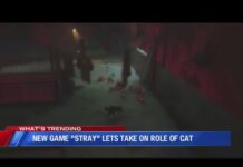 Popular ‘Stray’ cat video game helps real-life felines – Cats