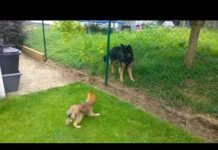 Little Puppy Meets Big Dog! *Funny Puppy Video* – Dogs