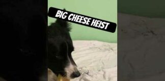 CUTE FUNNY DOG Video: Big Cheese Heist #shorts #dogtraining #funnyvideo – Dogs