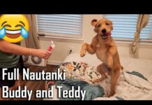 Dramebaz Dogs | Buddy aur Teddy ki Nautanki | Funniest Dog Video Ever @ouramericandream1183 – Dogs