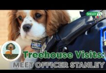 Meet Officer Stanley | Learn About Comfort Dogs | Police Dog Video For Kids – Dogs