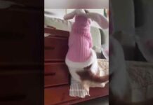 Funny Pets | 2024😂 Funny Dogs And Funny Cats Videos 🐱 🐕 😄 #102 – Dogs