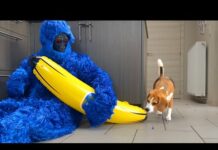 Funny Dogs VS Blue Monkey PRANK – Dogs