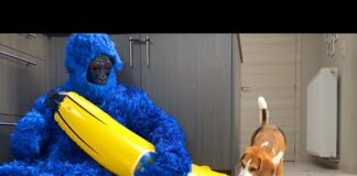 Funny Dogs VS Blue Monkey PRANK – Dogs