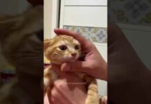 Funny Pets | 2024😂 Funny Dogs And Funny Cats Videos 🐱 🐕 😄 #138 – Cats
