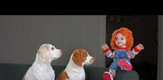 Chucky Pranks Dogs: Funny Dogs & Michael Myers Defeat Chucky – Dogs