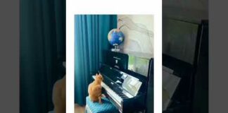 Funny cats #funny #cats #cute  #freefire #dogs #dog #shorts #tiktok#funnyvideo – Cats