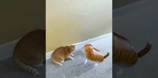 Funny cats 😂 episode 175 #shorts – Cats