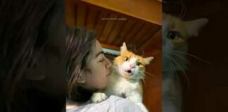 Funny cats 😂 episode 187 #shorts – Cats