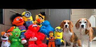 Dogs SURPRISED by Famous Puppets | Funny Dogs Louie & Marie – Dogs