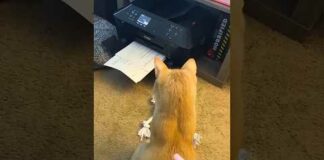 Funny Cats 😹 episode 513 #shorts – Cats