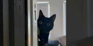 Funny cats 😂 episode 174 #shorts – Cats