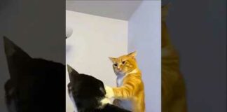 Funny Cats 😹 episode 508 #shorts – Cats