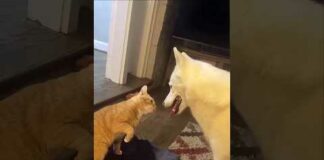 Funny Cats 😺 episode 140 #shorts – Cats