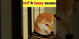 FUNNY DOG VIDEO..#comedy #shors#funnyvideo #dog #trendingshorts #youtubeshorts – Dogs