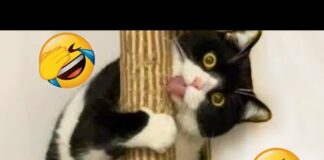 Funniest Animals 2024 😻 Best Funny Cats and Dogs Videos 😍🐶 #cats – Cats