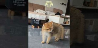 Cute Funny Cats 😹🤣 #shorts #cat #funny #cute #viral – Cats