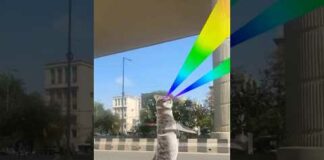 Cute Cat Collection 🙀😍🙀 | Cat Meowing 🐈🙀🐈 | #funny #cats #cat #catdance #viral #shorts – Cats
