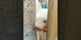 ആരാ🙄# pet lover# funny dogs# dog videos# short videos# Kunjuuuzkunju# Prema’s World – Dogs