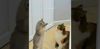 Funny cats 😂 episode 219 #shorts – Cats