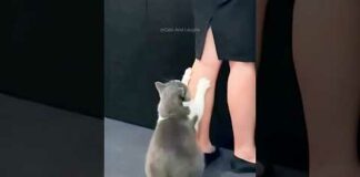 Funny cats 😂 episode 218 #shorts – Cats