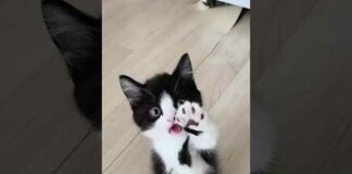 Funny Cats 😹 episode 532 #shorts – Cats