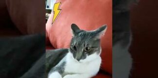 Funny Cats 😹 episode 548 #shorts – Cats