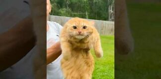 funny cats 😂 episode 224 #shorts – Cats