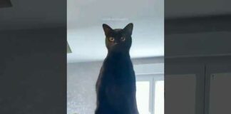 funny cats 😂 episode 228 #shorts – Cats