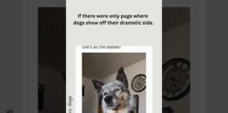 Funny Dog Video Cute Dog Meme Hilarious #shorts #viralshorts #youtubeshort #funnyvideo #dog – Dogs
