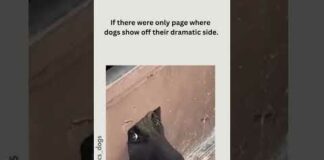 Funny Dog Video hilarious 😂 dog cute dog video #shorts #viral #dogoftheday #doglover #explore – Dogs
